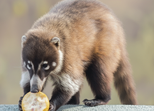 Amazing Wildlife You May See Mountain Biking in Oaxaca