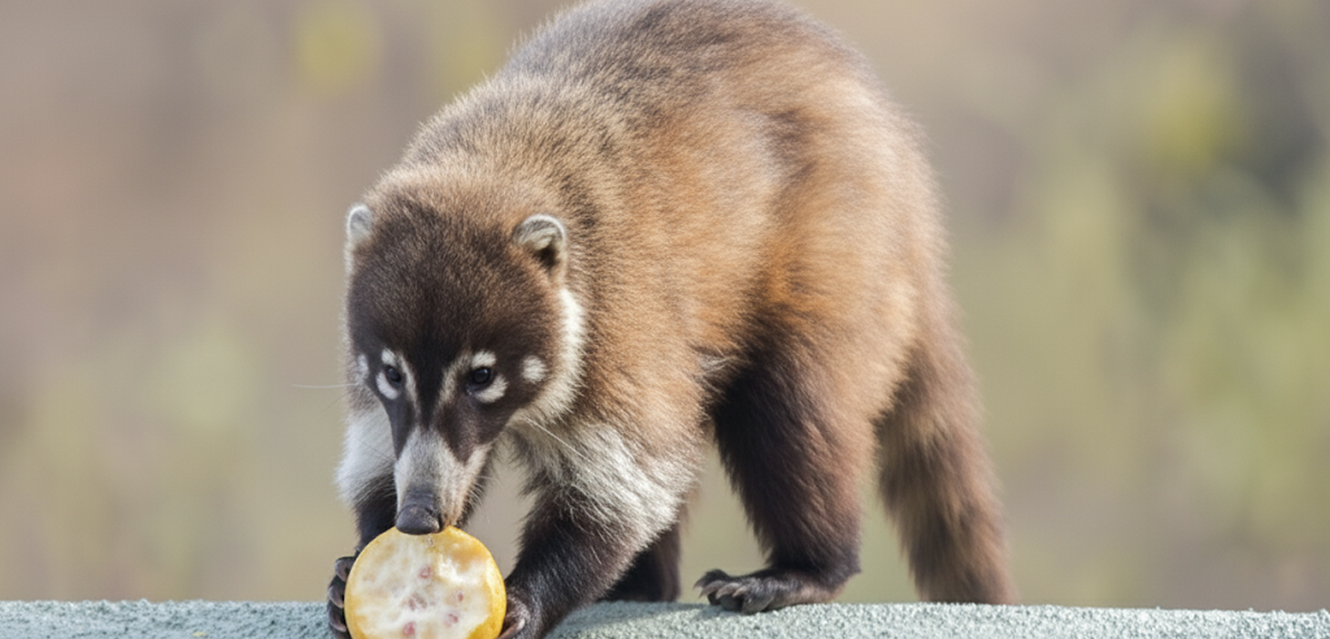 White-nosed coati in Oaxaca